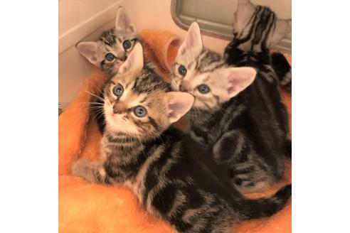 成約済の大阪府のアメリカンショートヘア-5546の1枚目